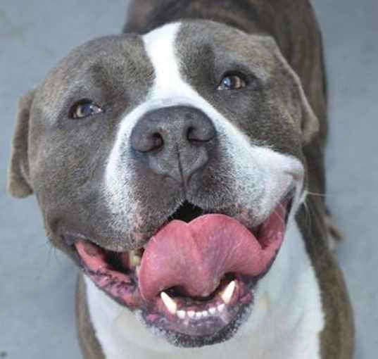 Photo of BROWNIE