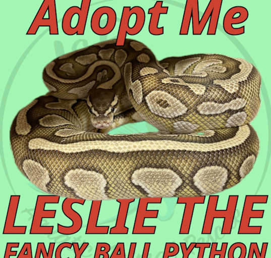 Photo of Leslie the Ball Python