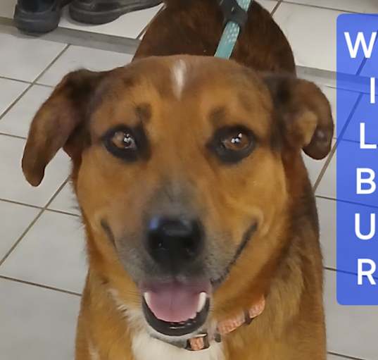 Photo of WILBUR