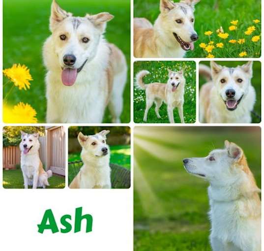 Photo of Ash