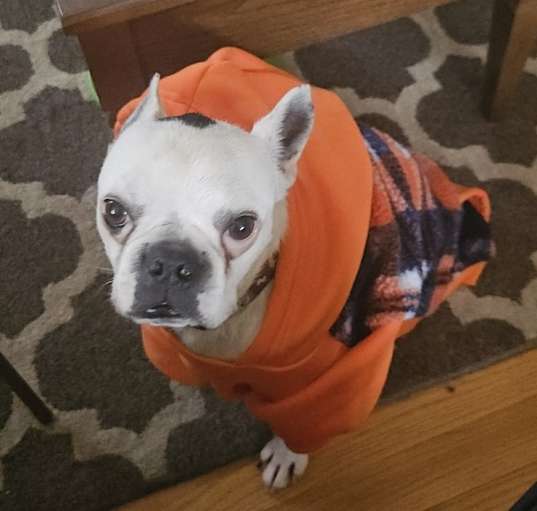 Photo of Rebel