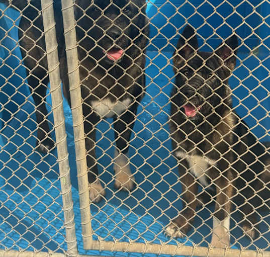 Photo of Akita Mom & Pup