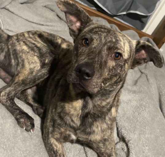 Photo of Diesel