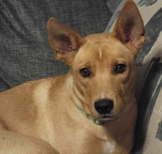Photo of Penny