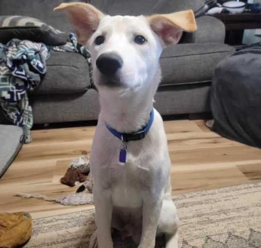 Photo of Maverick