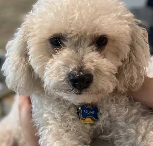 Photo of Ralphie