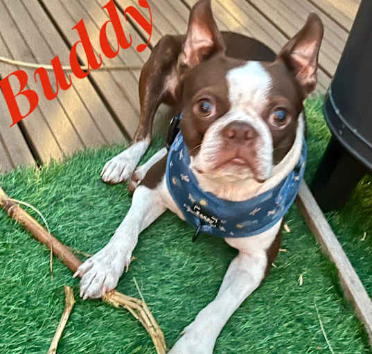 Photo of BUDDY