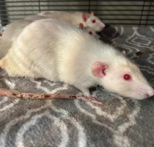 Photo of Nitrogen