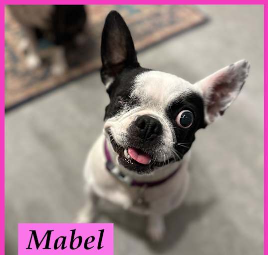 Photo of MABEL