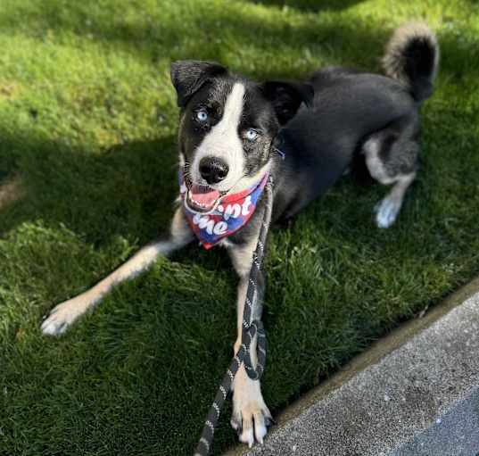 Photo of Zorro