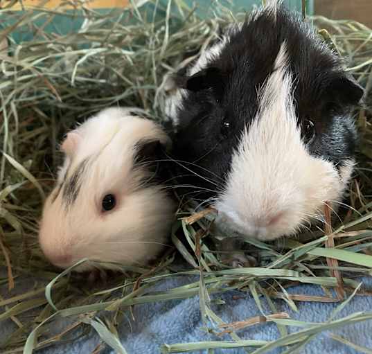 Photo of Lenny & Squiggy