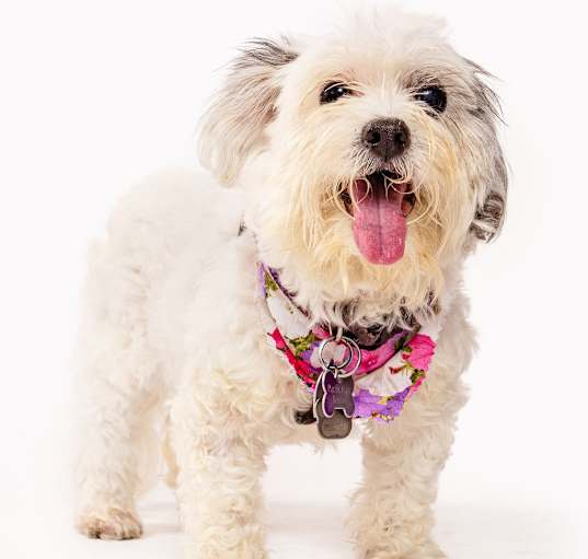 Photo of Princesa