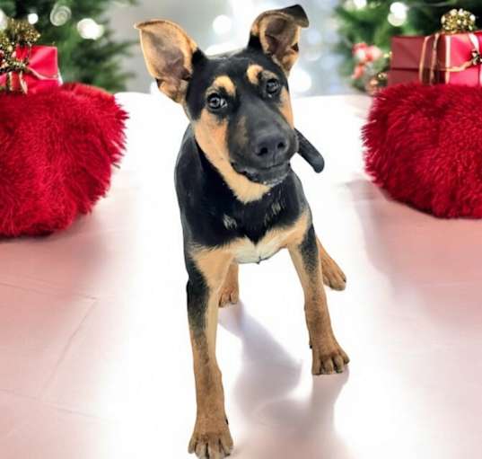 Photo of Chaser