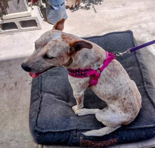 Photo of DAISEY