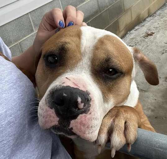 Photo of Csonka (4yo, 60lbs)