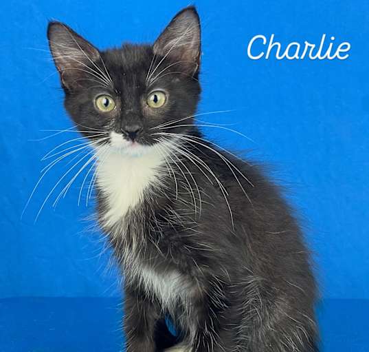 Photo of Charlie