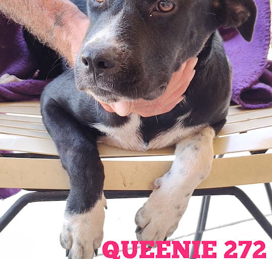 Photo of Queenie
