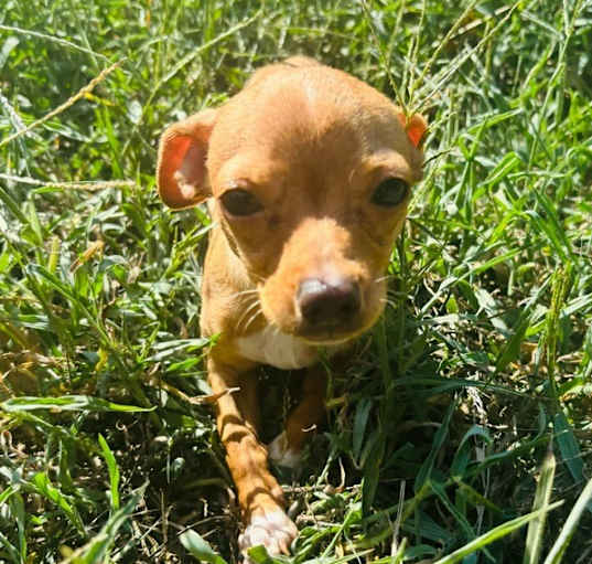 Photo of Taquito