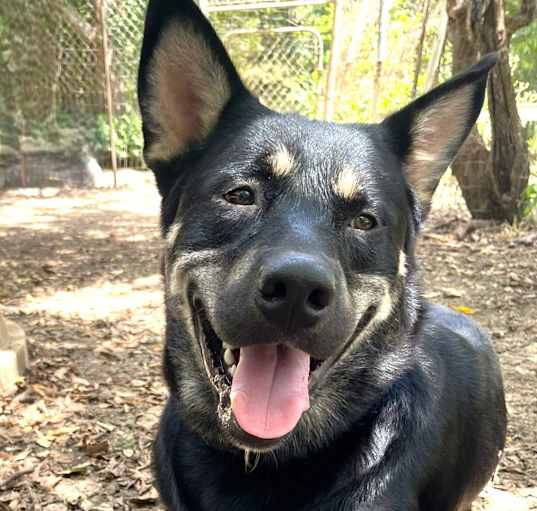 Photo of Rex