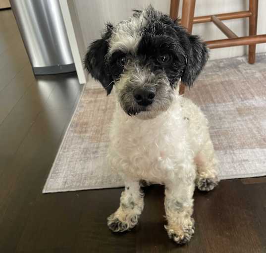 Photo of Oreo