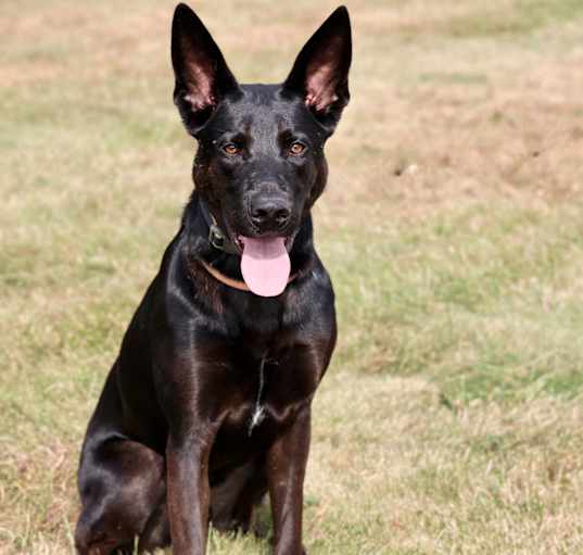 Photo of Indigo