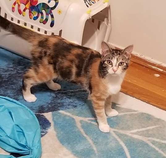 Photo of Josie is your pussycat!