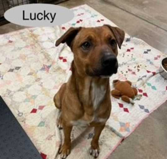 Photo of Lucky