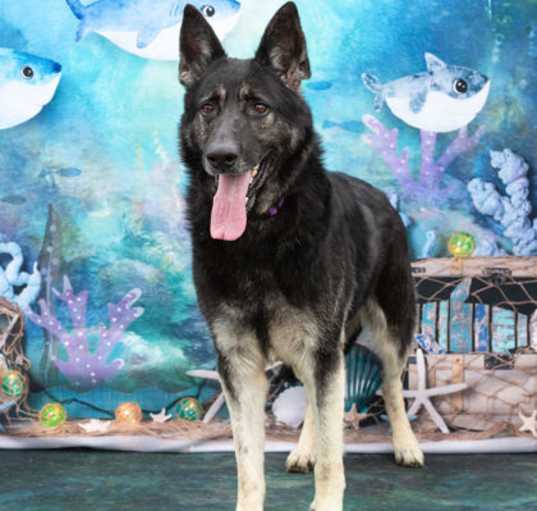 Photo of Pharaoh