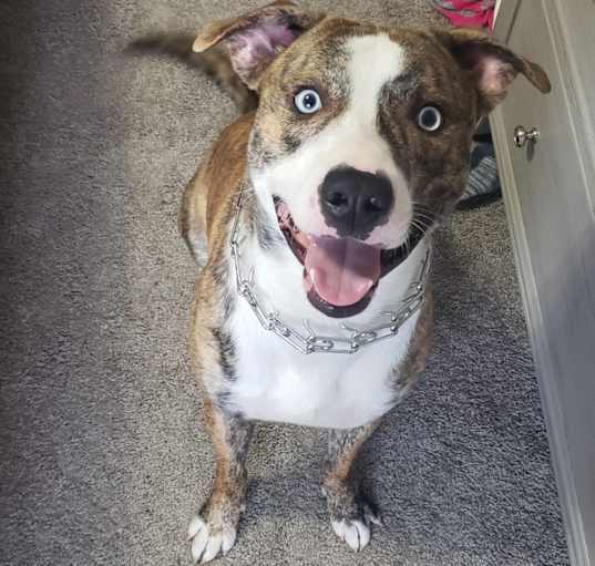 Photo of Kovu