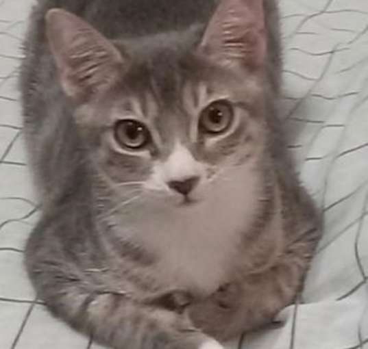 Photo of Rita - Petsmart Plantation Foster Home