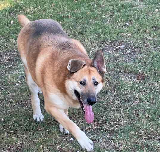 Photo of Bailey