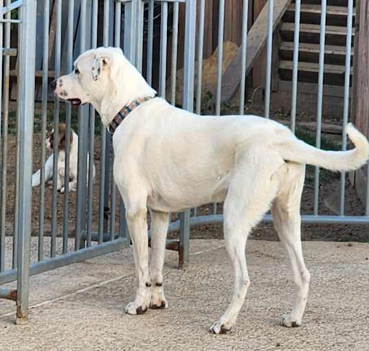 Photo of HOOCH