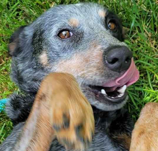 Photo of DIXIE