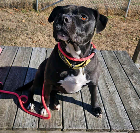 Photo of Daisy