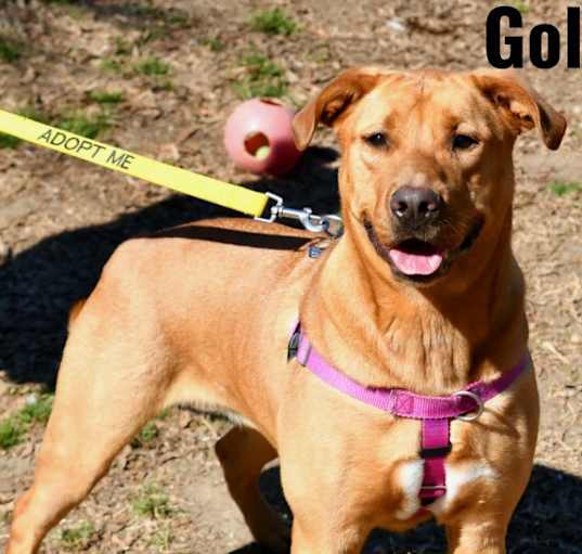 Photo of Goldilocks