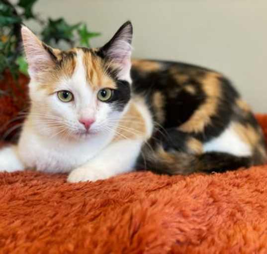 Photo of Omelette