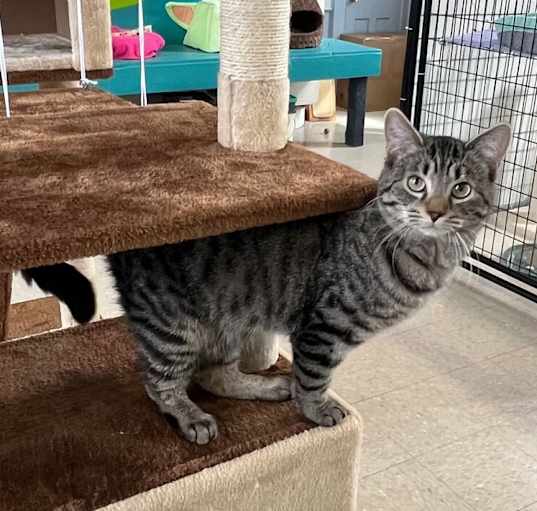 Photo of Maple
