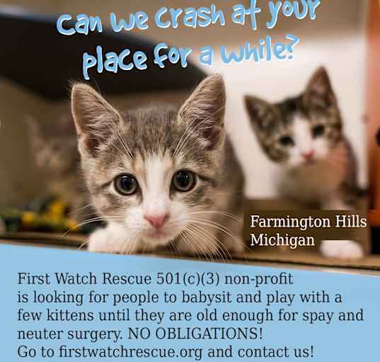 Photo of FOSTER KITTENS!