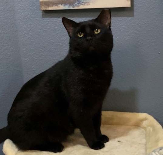 Photo of Midnight