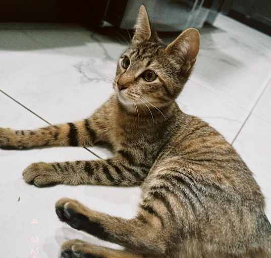 Photo of Kiki