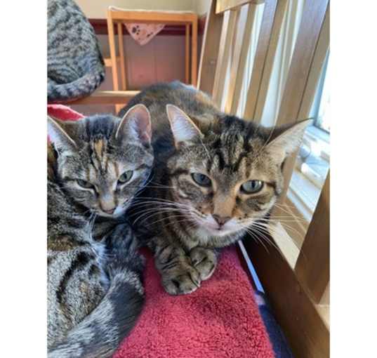 Photo of Amber&Sassy