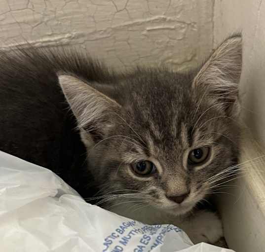 Photo of Miss kitty