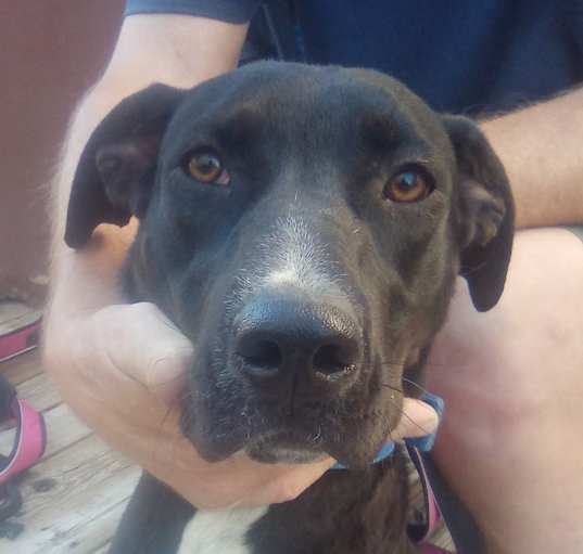 Photo of Shadow