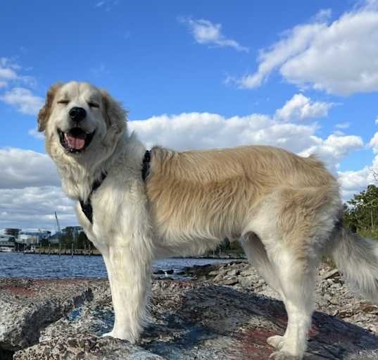 Photo of Whiskey