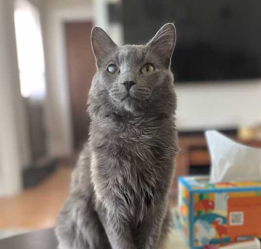 Photo of Samson