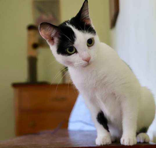 Photo of Nova