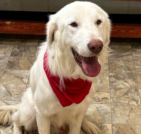 Photo of Harley