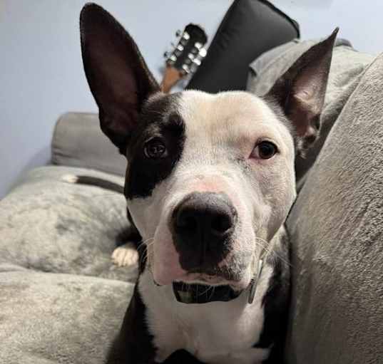 Photo of Duke