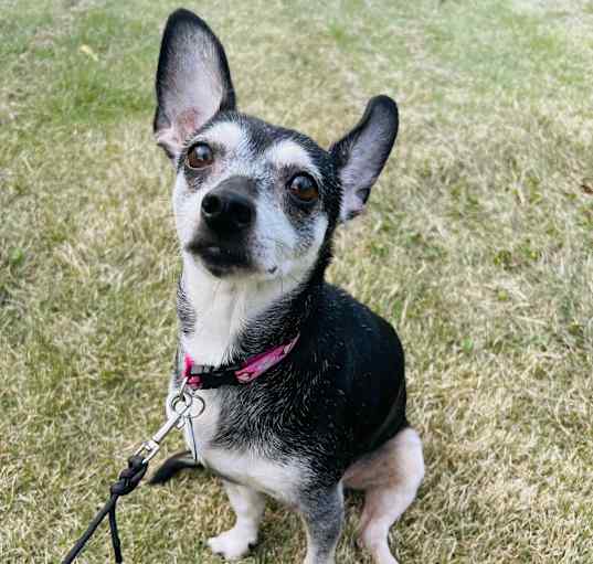 Photo of Violet