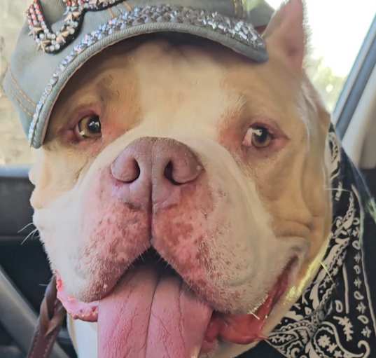 Photo of Boaris #americanbully #chill